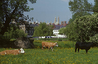 ENG: East Anglia Region, Cambridgeshire, The Cam Valley, Cambridge, The River Cam (or Granta), Cows grazing along the river, with the university in the bkgd [Ask for #135.076.]