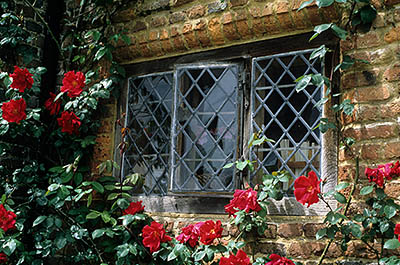 ENG: South East Region, Kent, The Weald, Sissinghurst, Sissinghurst Castle and Gardens (Nat Trust), Red roses around cottage window [Ask for #137.059.]