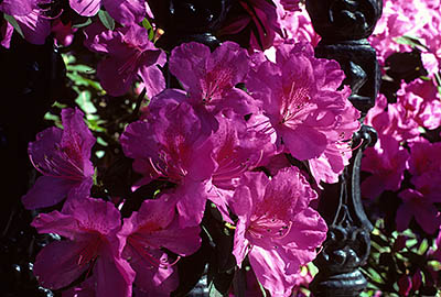 GA:  County, Savannah; Azeleas in wrought iron fence [Rhodoendron simsii] [Ask for #147.037.]