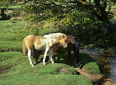 ENG: South West Region, Devon, Dartmoor National Park, Central Dartmoor, Postbridge, Moor ponies by the East Dart River, at Bellever Bridge [Ask for #157.025.]