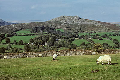 ENG: South West Region, Devon, Dartmoor National Park, Dartmoor's Western Edge, Sheepstor, Sheep grazing on fields in front of Sheeps Tor. [Ask for #157.087.]