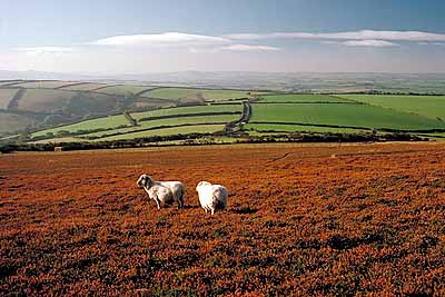 Exmoor National Park. Sheep on open moor. Location: ENG, Devon, Western Coastal Area, Holdstone Down (Nat Trust). [ref. to #159.065]