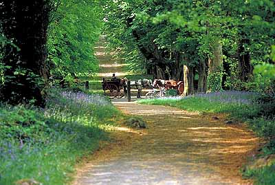 Killarny; pony traps on forest lane near Muckross Abbey Bourn Vincent Nat. Park. Location: IRE, Co. Kerry [ref. to #161.023]