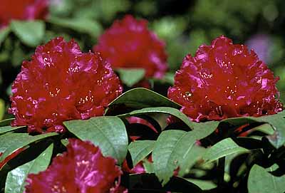 Powerscourt House Gardens; Rhododendron blossom. Wicklow Mt.s, south of Dublin. Location: IRE, Co. Wicklow. [ref. to #163.084]