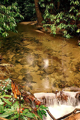 Cane Creek as it runs into the Chatooga River. Location: NC, Jackson County, Nantahala National Forest, The Blue Ridge near Cashiers, Chattooga Wild & Scenic River. [ref. to #174.035]