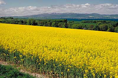 View across canola field to Scottish Highlands. Location: UK, Scotland, Highlands Region, Ross & Cromarty District, Inverness Area, Black Isle. [ref. to #176.078]