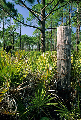 FL: Central Region, Polk County, Lake Wales Area, Lake Kissimmee State Park, Fence post survives in a pine-palmetto scrub forest [Ask for #181.003.]