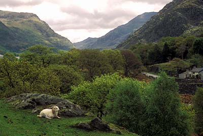 View over rugged valley at the foot of Mt. Snowdon; lamb. Location: WAL, Gwynedd County, Mt. Snowdon Area, Llanberis, Castell Dolbadarn. [ref. to #183.072]