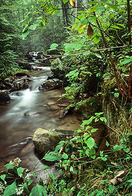 Slate Rock Creek in the Pink Beds, viewed from Yellow Gap Road, with autumn wildflowers. Location: NC, Transylvania County, Pisgah National Forest, Davidson River Area, The Pink Beds. [ref. to #187.098]