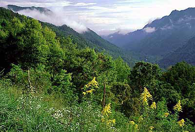 The Nantahala Mountains viewed from US 64 between Franklin and Hayesville, with fall wildflowers. Location: NC, Clay County, Chunky Gal Mountain, Glade Gap. [ref. to #188.038]