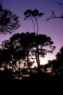 Pines silhouettes at dusk. Location: FL, Gulf County, St Joseph Bay, St Josephs Peninsula, St Josephs Peninsula State Park. [ref. to #189.099]