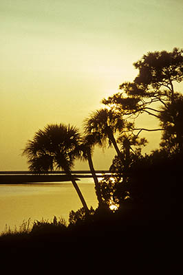 Sunset over Crystal River, on the northern edge of the Tampa Bay area. Pines, palms silhouettes along Fort Island Road. Location: FL: Citrus County. [ref. to #190.039]