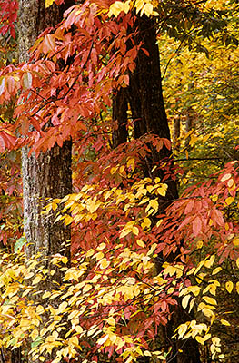 Red and yellow autumn colors in forest; Souiwood [Oxydendrum arboreum] and Hickory [Carya glabra]. Location: NC, Swain County, Qualla Boundary (Cherokee Res.), 3200 Acre Tract (Fry Mountain). [ref. to #193.070]