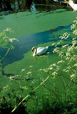 Swan in canal. Location: ENG, Wiltshire , The Vale of Pewsey, Devises Area, Devises Locks, Kennet & Avon Canal. [ref. to #197.034]