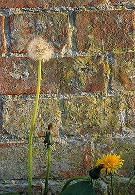 ENG: South West Region, Wiltshire, The Vale of Pewsey, Devises, Devises Locks, Kennet and Avon Canal, Dandelions [Taraxacum officinale] growing along base of an old brick wall [Ask for #197.040.]