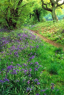 Bluebells carpeting a forest floor. Location: ENG, Wiltshire , Northern Chalk Hills, Marlborough Area, The West Woods. [ref. to #198.043]