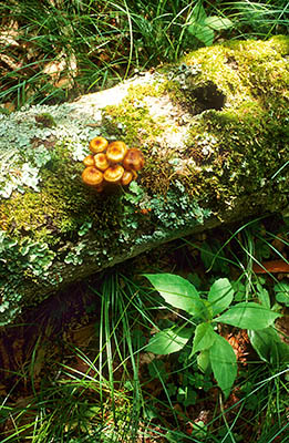 Fallen log, with mushrooms, on Herrin Knob, near Beech Gap on the Balsam Mountain Crest. Location: NC, Haywood County, The Blue Ridge Parkway, Herrin Knob, MP 424. [ref. to #201.073]