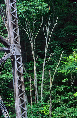 Railroad trestle in forest. Location: NC, Jackson County, Sylva Area, Addie. [ref. to #201.090]