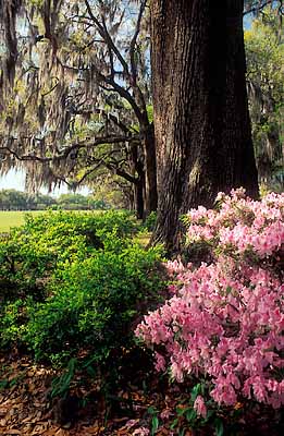 Savannah; Forsyth Park. Azalea by row of old oak trees. Location: GA: Chatham County. [ref. to #211.013]