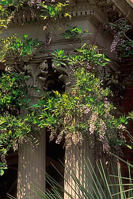 Savannah; Monterrey Square. Mercer House; columns on front porch; Wisteria [wisteria sinensis]. Location: GA: Chatham County. [ref. to #211.026]