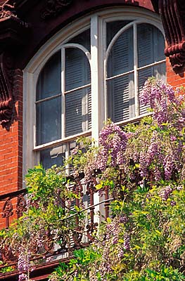 Savannah Historic District; The Mercer House on Monterrey Square, scene of murder in "Midnight in the Garden of Good and Evil"; wisteria frames an upper window, balcony. Location: GA: Chatham County. [ref. to #211.028]