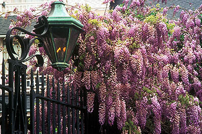 Charleston; The Battery Area -- East Battery. Edmonston-Alston House; iron gate, gas lamp; wisteria. Location: SC: Charleston County. [ref. to #211.061]