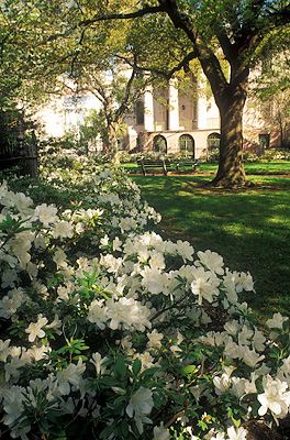 SC: Charleston County, Charleston Area, City of Charleston, Downtown Historic District, Washington Square Park; azeleas [Ask for #211.099.]