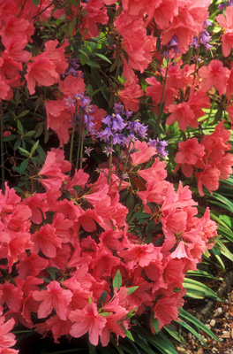 Charleston; Nathanial Russell House Azaleas, bluebells in bloom. Location: SC: Charleston County. [ref. to #211.125]