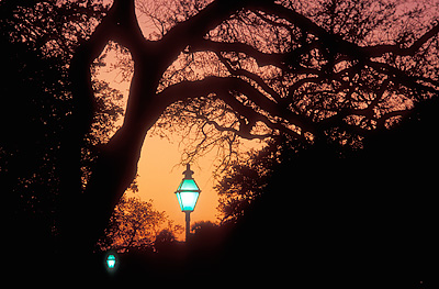 Charleston; The Battery -- Battery Park. Lamp, oak against dusk sky. Location: SC: Charleston County. [ref. to #211.140]