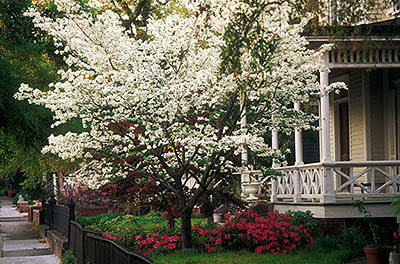 NC: New Hanover County, Cape Fear River Area, Wilmington, Wilmington Historic District, Dogwood, azeleas in bloom in front of Victorian porch [Ask for #211.166.]