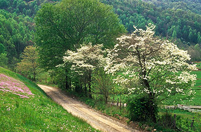 Gravel road with spring blooms, dogwoods; at Balsam Grove. Location: NC, Jackson County, Tuckaseegee River Valley, Caney Fork Valley. [ref. to #212.062]