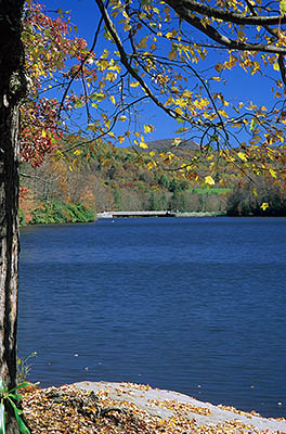 View of Price Lake from Boone Fork Ovlk. Maple tree in yellow fall colors; MP 298. Location: NC, Watauga County, The Blue Ridge Parkway, Julian Price Park, Price Lake Area, MP 298. [ref. to #214.080]