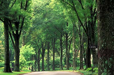 Trees lining Colville Road; address sign attached to nearest tree. Location: NC, Mecklenburg County, Charlotte, Myers Park. [ref. to #215.076]