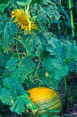 Sunflower and pumpkin. Location: NC, Swain County, Great Smoky Mountains Nat. Park, Newfound Gap Road, Pioneer Farm Museum at Oconaluftee Ranger Station. [ref. to #216.199]