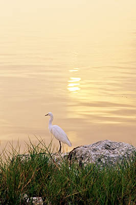 Egret by Tampa Bay; sunrise reflected on water's surface. Location: FL, Pinellas County, St. Petersburg, The Sunshine Skyway. [ref. to #217.008]