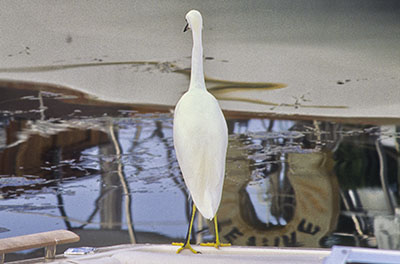 Egret sits on the edge of a power boat at Maximo Marina. Location: FL, Pinellas County, Tampa Bay, St. Petersburg, Pinellas Point. [ref. to #217.016]