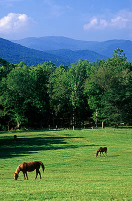 Horses grazing in Cades Cove; Smoky Mtn.s in bkgd. Location: TN, Blount County, Great Smoky Mountains Nat. Park, Cades Cove, Cades Cove Loop Road. [ref. to #218.154]