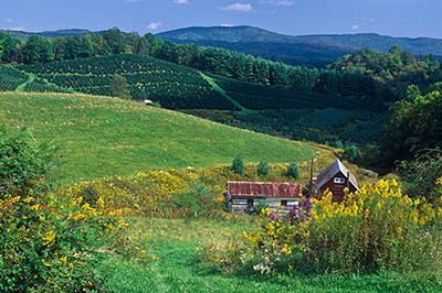 Christmas tree farm, in fall, with wildflowers. Location: NC, Avery County, The Blue Ridge Mountains, Tennessee Valley (Newland/Crossnore Area), Altamont Community. [ref. to #220.048]