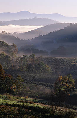 NC: Jackson County, Upper Tuckaseegee River Valley, Lake Glenville (Thorpe Res.) Area, Norton Community, Mill Creek Valley in dawn mist Christmas tree farms on valley slopes [Ask for #220.159.]