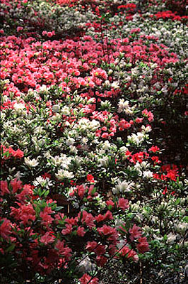 NC: Brunswick County, Cape Fear River Area, Southport Vicinity, Orton Plantation, View of gardens. Azaleas in bloom [Ask for #224.121.]