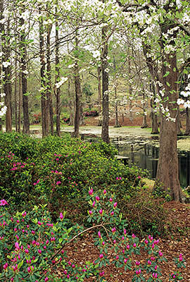 NC: New Hanover County, Cape Fear River Area, Wilmington, Greenfield Park and Gardens, Dogwoods and azaleas by Greenfield Lake [Ask for #224.129.]