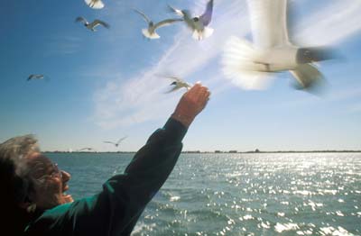 NC: Hyde County, Hatteras National Seashore, Ocracoke Island, Hatteras-Ocracoke Ferry on Pamlico Sound, Ruth Fountain feeding gulls from ferry RELEASED [Ask for #224.425.]