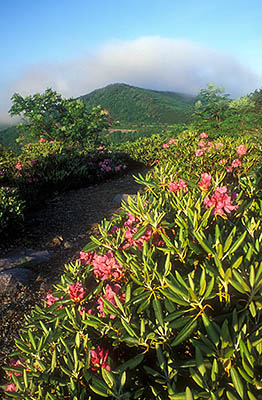 View over Catawba rhododendron [rhododentron catawbiense] towards Craggy Gardens. Location: NC, Buncombe County, The Blue Ridge Parkway, Craggy Gardens Area, on Craggy Mtn, Visitors Center & Overlook (MP 365). [ref. to #227.312]