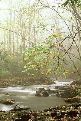 Fall colors along Moody Creek, in fog. Location: NC, Macon County, Nantahala National Forest, The Southern Nantahala Mountains, Standing Indian Recreation Area. [ref. to #228.397]