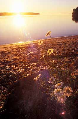 Mount Desert Island; Hadley Point, near Sebastian Cove Sunrise over Eastern Bay; Oxeye Daisies. Location: ME: Hancock County. [ref. to #229.137]