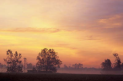 NC: Pitt County, Farmville Area, Langs Crossroads Community, Sun over soy bean fields, in the floodplain of a Neuse River tributary. [Ask for #230.051.]