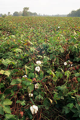 NC: Pitt County, Farmville Area, Langs Crossroads Community, Cotton field, in the floodplain of a Neuse River tributary. [Ask for #230.055.]