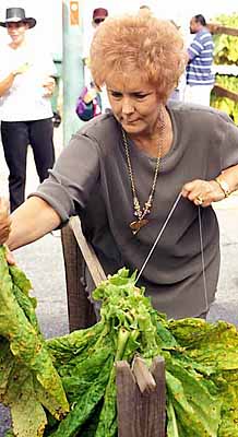 NC: Wilson County, Central Area, Wilson, Golden Leaf Celebration, 9/96 Woman tying tobacco leaves for drying; part of a timed competition; NR [Ask for #230.062.]