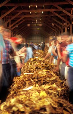 Smith's Brighleaf Tobacco Warehouse; Interior; tobacco auction, motion blurred. NR. Location: NC, Pitt County, Farmville, Tobacco warehouses. [ref. to #230.172]