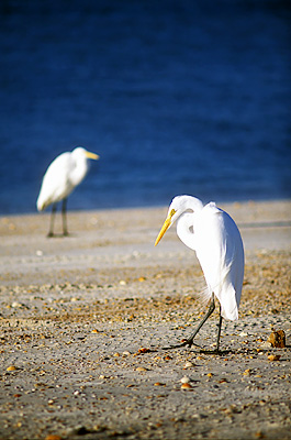 Great Egrets [Casmerodius albus] on beach at Villano Point. Location: FL, St. Johns County, St. Augustine Area, Villano Beach. [ref. to #231.203]